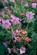 Balkan storchschnabel geranium gebraucht kaufen  Düsseldorf