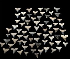 Bull shark teeth for sale  Venice