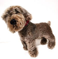 Steiff hund raudi gebraucht kaufen  Erkrath