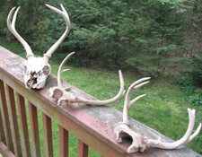 deer 3 antlers sets for sale deer 3 antlers sets for sale Gouldsboro