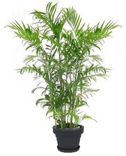 Goldfruchtpalme mediterrane pf gebraucht kaufen Goldfruchtpalme mediterrane pf gebraucht kaufen  Kaiserslautern