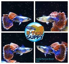 Male live aquarium for sale  Katy