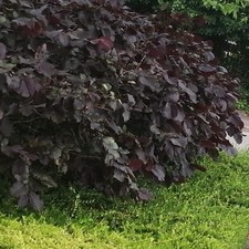 Fagus sylvatica purpurea for sale  SOUTHAMPTON