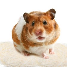 Sacs papier hamster d'occasion  Expédié en France