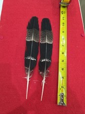 Z42 pen raised for sale  Hill City