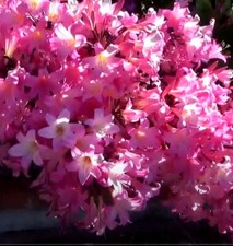 Large amaryllis belladonna for sale  USA