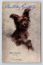 Animals dogs. skye for sale  UK
