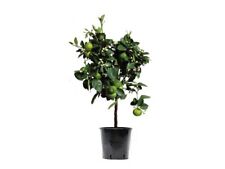 Lime citrus aurantifolia usato  Valmacca