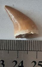 Dent mosasaure fossile d'occasion  Senlis