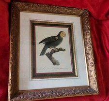 Jacques barraband amazone for sale  Fort Collins