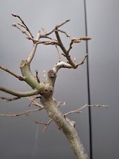 Hornbeam bonsai tree for sale  LIVERPOOL