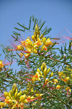 Paradiesvogelbusch caesalpinia gebraucht kaufen  Dortmund