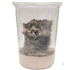 Rice flour beetles for sale  Porter