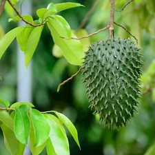 Soursop guanabana tree for sale  Lakeland