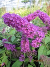 Buddleja davidii tutti gebraucht kaufen  Zetel