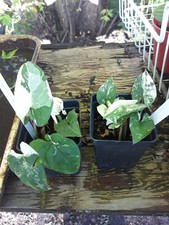 Syngonium albo variegated for sale  Minneapolis