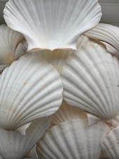 Scallop natural shells for sale Scallop natural shells for sale  BECCLES