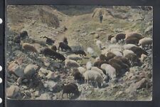 Cartolina animali gregge usato  Italia