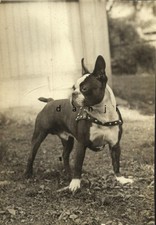 Stately boston terrier d'occasion  Expédié en Belgium