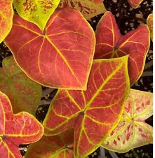 Authentic caladium new d'occasion  Expédié en Belgium
