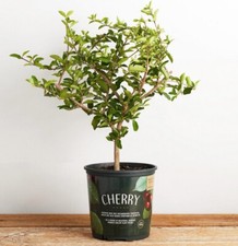 Cherry tree self for sale  Ocala
