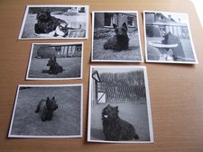 Scottie dog scottish for sale  SWANSEA