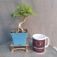 Lovely shohin english for sale  BANGOR