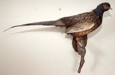 Schöner jagdfasan pheasant gebraucht kaufen  Kirchberg
