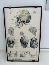 Tavola anatomica vintage usato  Roma
