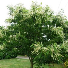 Castanea sativa châtaignier d'occasion  Pouzauges
