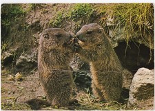 Jeunes marmottes batifolant d'occasion  Berlaimont