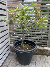 Healthy potted bay for sale  WELWYN GARDEN CITY