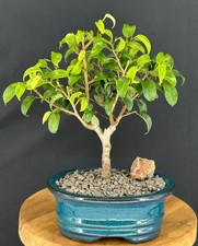 Ficus little bonsai for sale  Patchogue