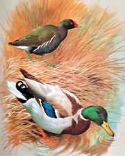 Mallard moorhen. waters for sale  NELSON