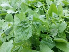 Lb. lablab seed for sale  Lexington