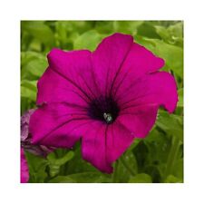 Petunia surfinia giant for sale  WICKFORD