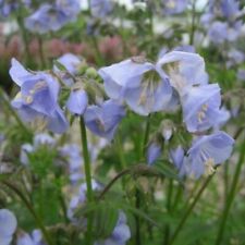 Polemonium sonia bluebell for sale  WALLINGFORD