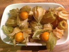 Cape gooseberry golden for sale Cape gooseberry golden for sale  RUGBY