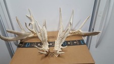 227 whitetail deer for sale  Florence