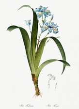 Iris fimbriata 1805 for sale  USA