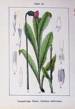 Vecchia stampa antica usato  Spedire a Italy
