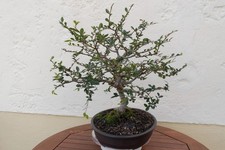 Bonsai chinesische ulme gebraucht kaufen  Waldmünchen