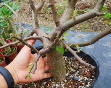 Rare plant livesucculent for sale  Shipping to United Kingdom