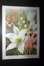 Weathers 1905 botanical for sale  UK