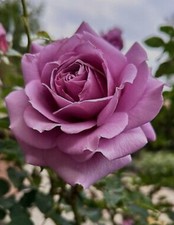 Moody blue hybrid for sale  BIRMINGHAM