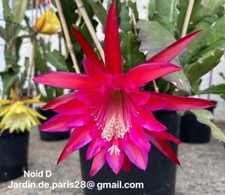 Epiphyllum noid bouture d'occasion Epiphyllum noid bouture d'occasion  Chartres