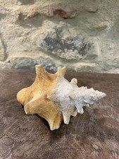Coquillage conque lambi d'occasion  Claira