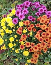 Chrysanthemum hardy mixed for sale  DAVENTRY