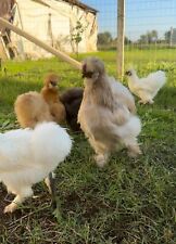 Pulcini galline moroseta usato  Latina