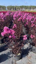 Lagerstroemia indica enduring usato  Pontinia